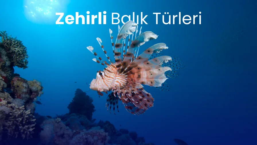 Zehirli Balık Türleri ve İsimleri