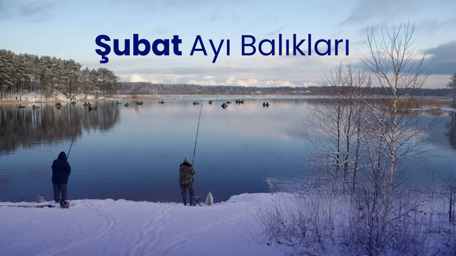 Şubat Ayı Balıkları: Şubat'ta Hangi Balık Yenir?
