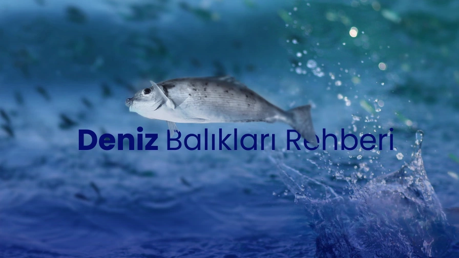 Deniz Balıkları Nelerdir? Türkiye’nin Deniz Balıkları Rehberi